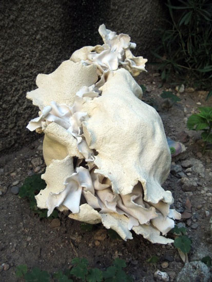 Chrysalis - Caroline Fawkes Ceramics (Sculpture)